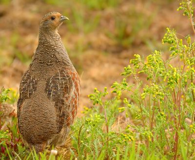 Grey Partridge