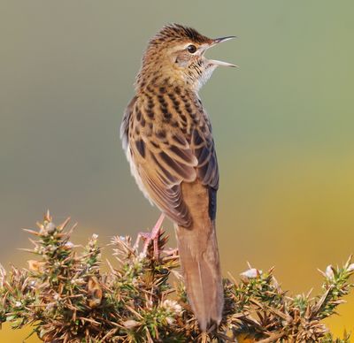 Grasshopper Warbler 