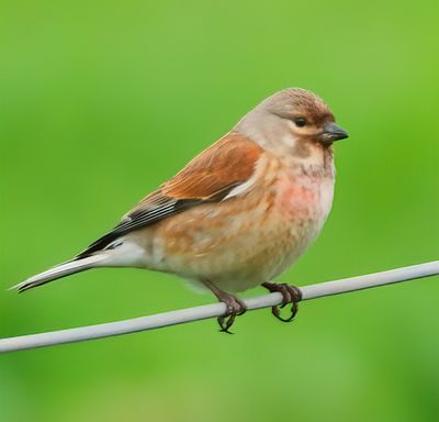 Linnet 