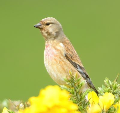 Linnet