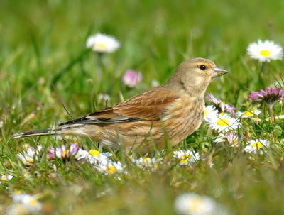 Linnet