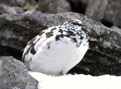 Ptarmigan