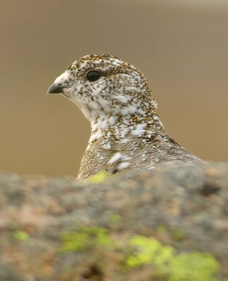 Ptarmigan 