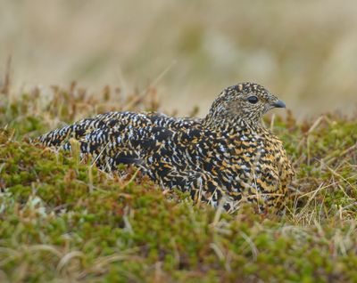 Ptarmigan