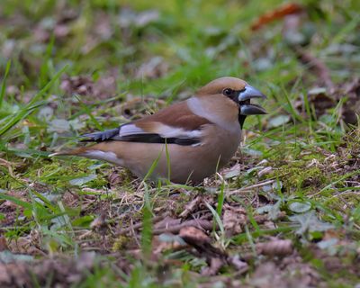 Hawfinch