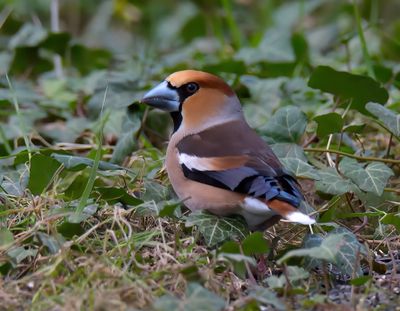 Hawfinch