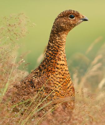 Red Grouse