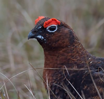 Red Grouse 
