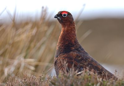 Red Grouse 