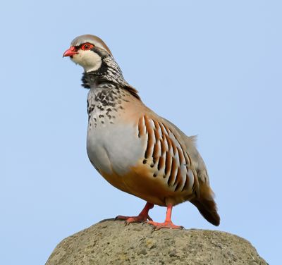 Red-legged Partridge