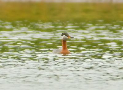 Red-necked Grebe 