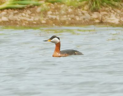 Red-necked Grebe 