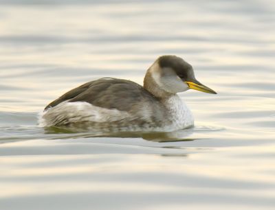 Red-necked Grebe 