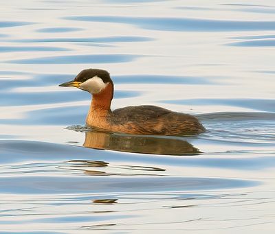 Red-necked Grebe