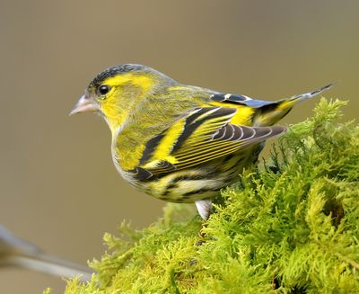 Siskin 