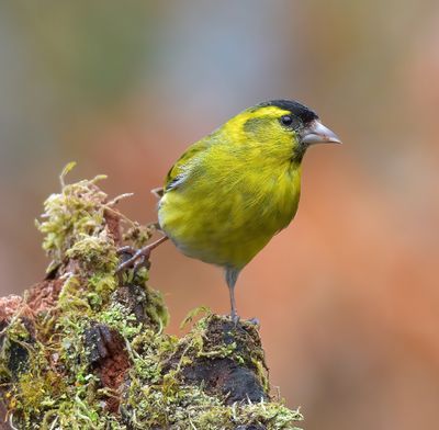 Siskin 