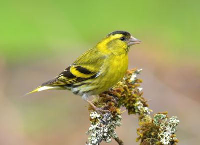 Siskin 