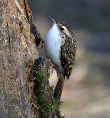 Treecreeper