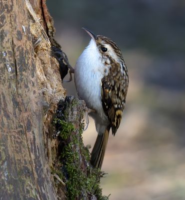 TREECREEPER