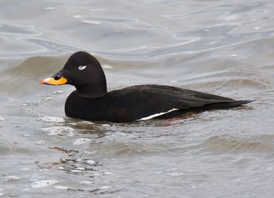 VELVET SCOTER