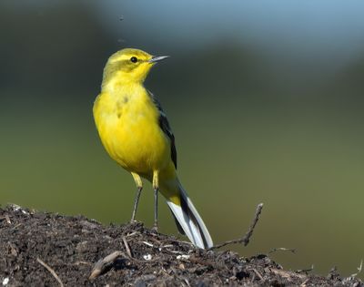 LOTHIAN BIRDS 2019