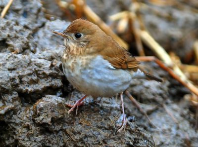 Veery 