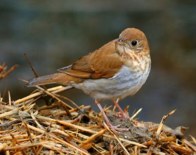 Veery 