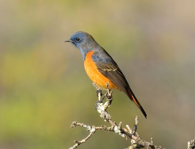 Blue fronted Redstart