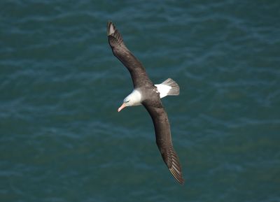 Black-browed Albatross 