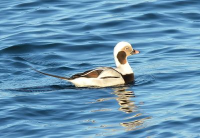 Long-tailed Duck