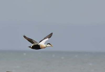 Eider Duck