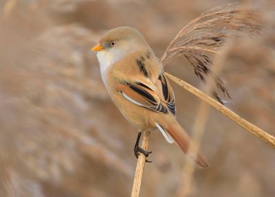 Bearded Tit 