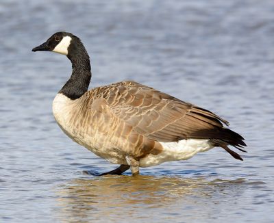 Canada Goose