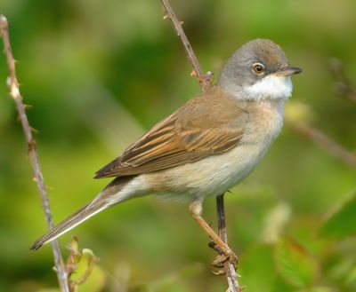 Whitethroat 