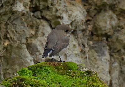 Taiga Flycatcher