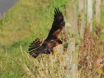 Pallid Harrier