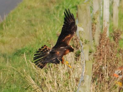 Pallid Harrier 