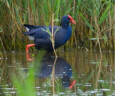 Purple Swamphen 