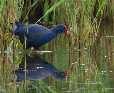 Purple Swamphen 