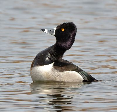 Ring-necked Duck 