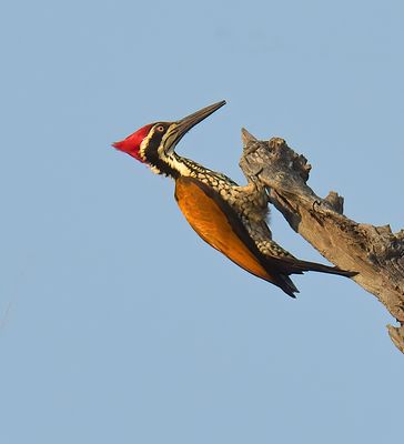 Greater Flameback