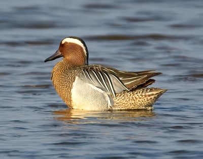 Garganey 