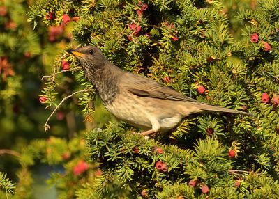 Black-throated Thrush 