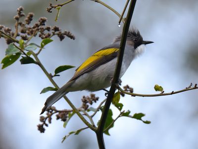 Ashy Bulbul