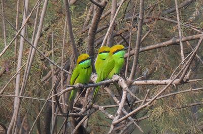 Asian Green Bee-eater
