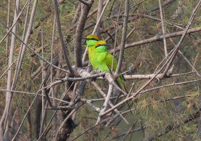 Asian Green Bee-eater
