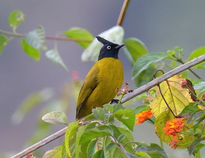Black-crested Bulbul 