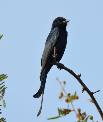 Black Drongo 
