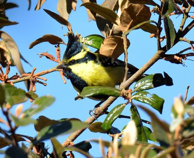 Black-lored Tit