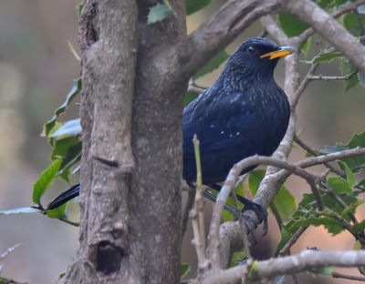Blue Whistling Thrush